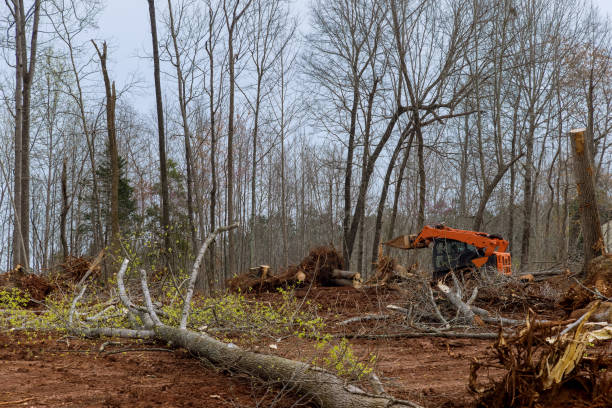 How Our Tree Care Process Works  in  Tulare, CA